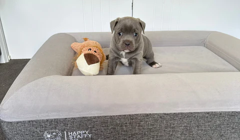 Care and Maintenance Guide for Orthopedic Dog Beds