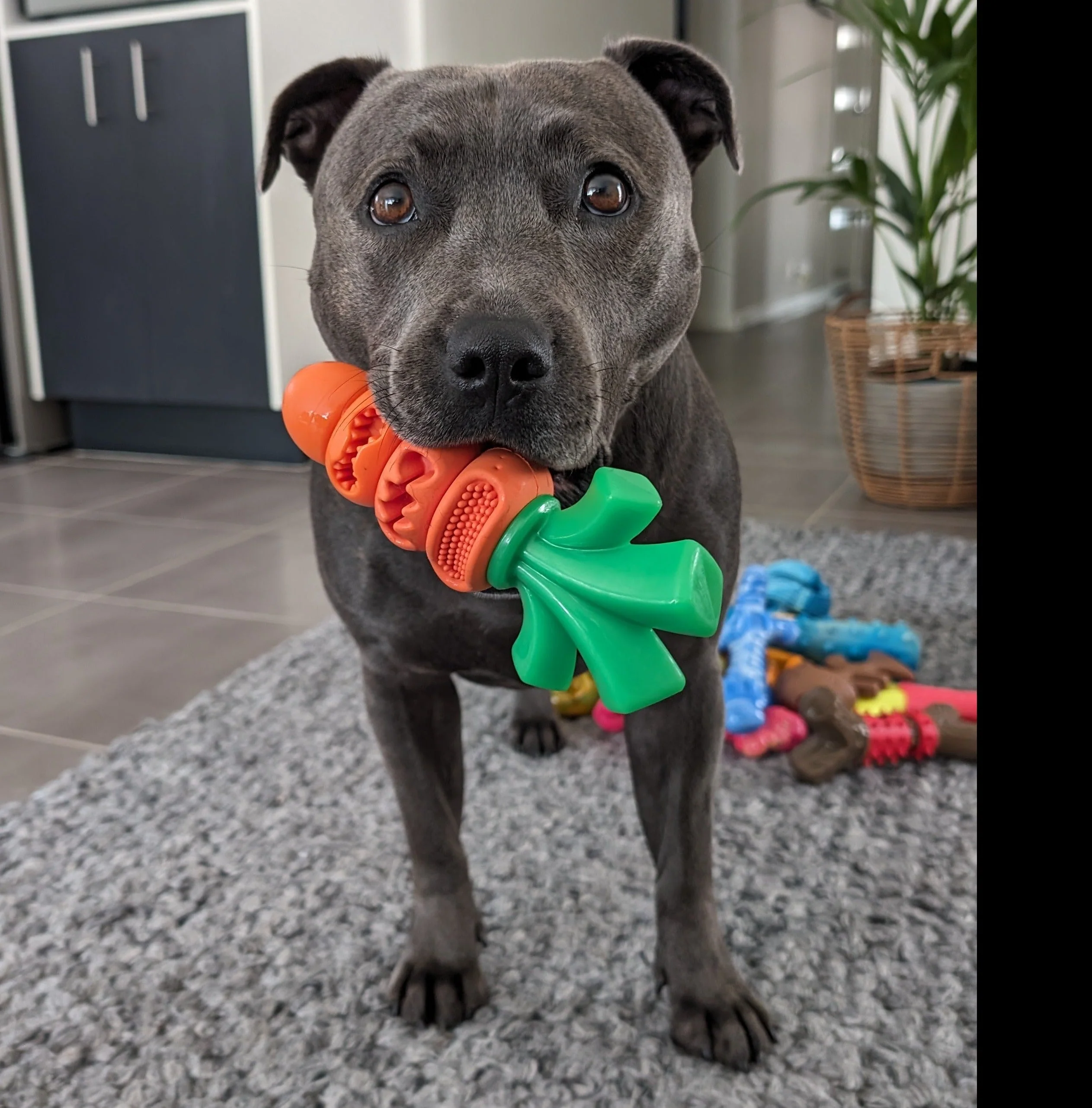 Power Chewers Collection