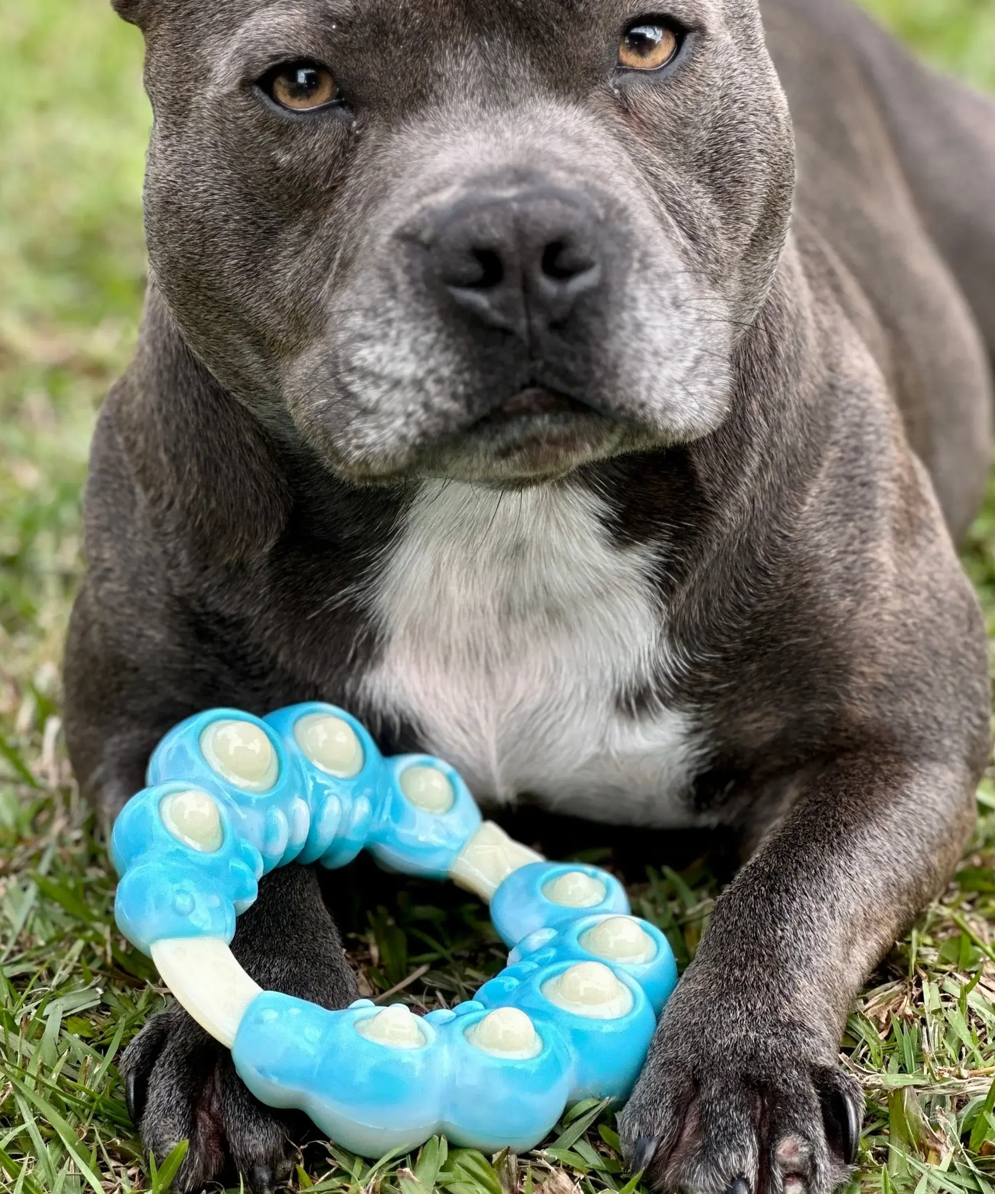 Chewzilla certified collection