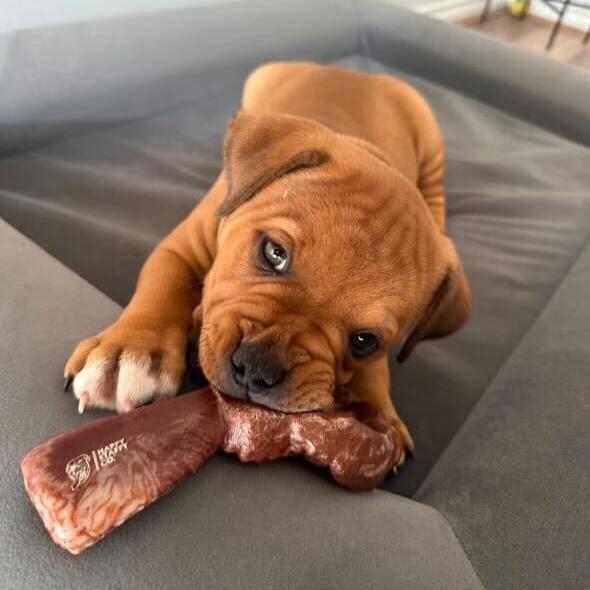 Chewzilla Certified Collection