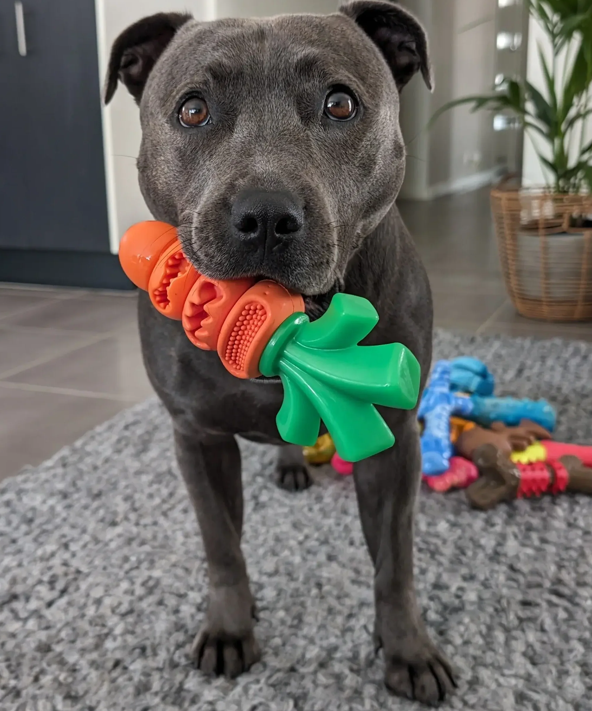 Power Chewers Collection