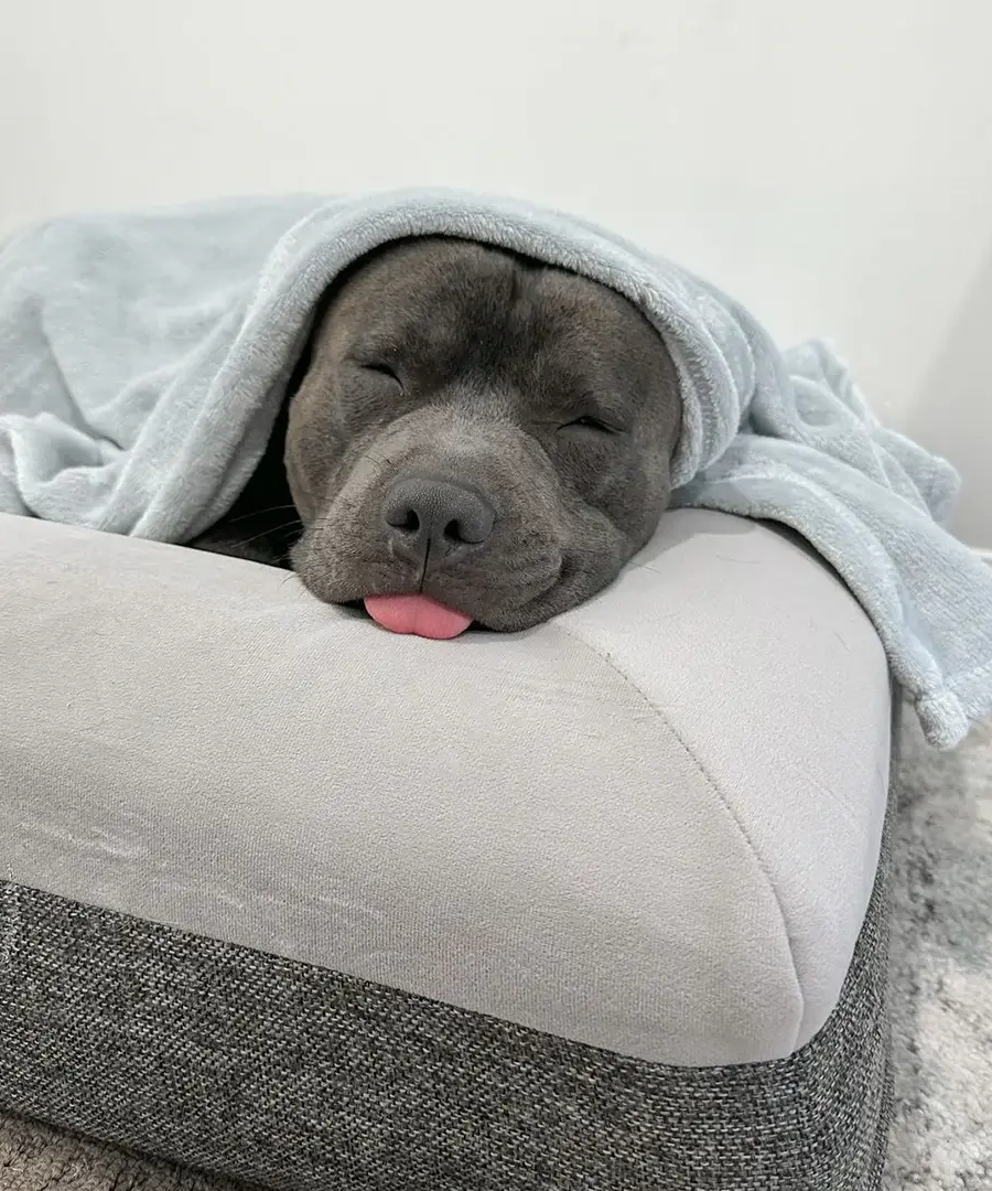 Deluxe Orthopedic Memory Foam Bed