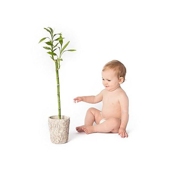 Eco Friendly Premium Bamboo Disposable Diapers by Andy Pandy - Large - for Babies Weighing 20-31 lbs - 70 Count